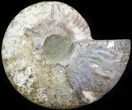 Cut Ammonite Fossil (Half) - Agatized #42510-1